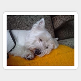 west highland white terrier sleeping Sticker